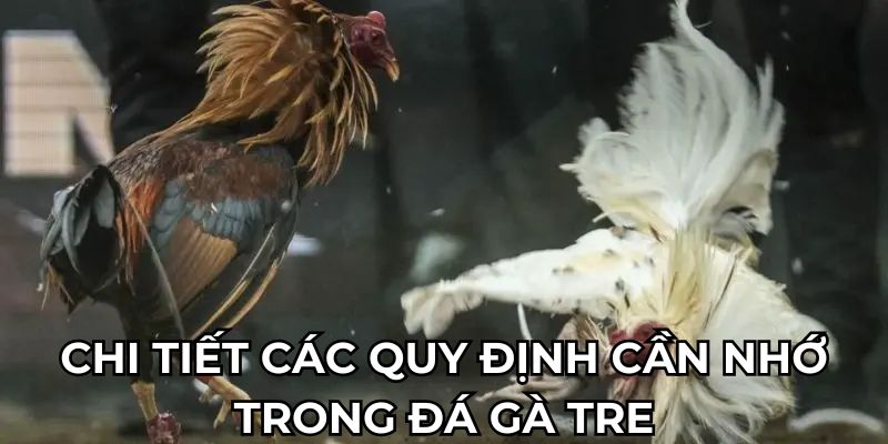 Chi tiết các quy định cần nhớ trong chọi gà tre