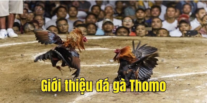 Giới thiệu sơ lược về chọi gà Thomo tại đấu trường Campuchia