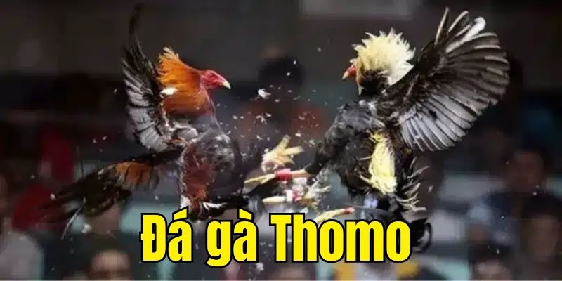 Đá Gà Thomo